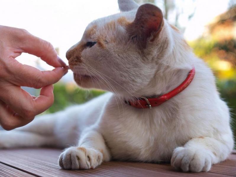 "Каниквантел" для кошек: показания, инструкция по применению