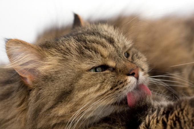 Как вывести запах кошачьей мочи с ковра