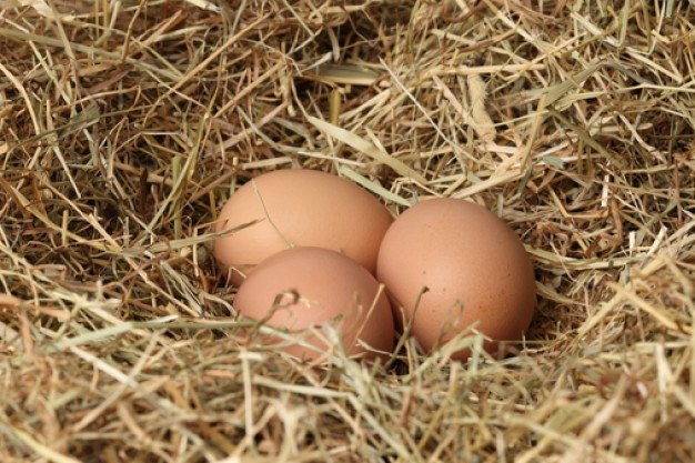 Почему куриные яйца разного цвета