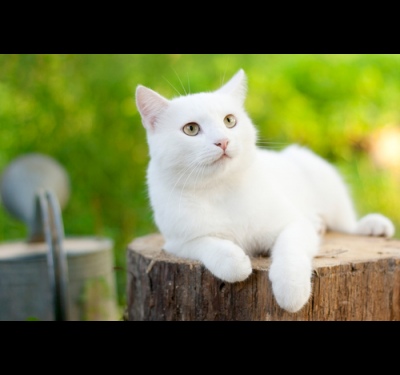 Как назвать белого котенка - мальчика