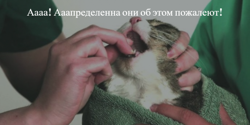 Как скормить коту лекарство 
